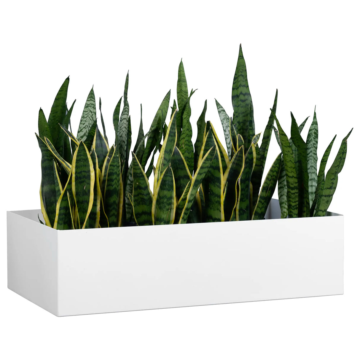 Cabinet Trough Planter Small