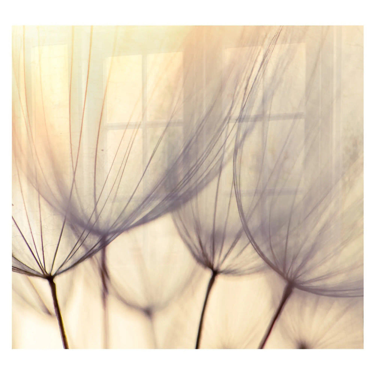 Decorative Glass Wall Tile (598 X 650 X 6mm) Dandelion Floret