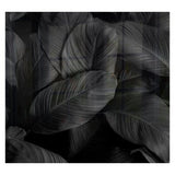 Decorative Glass Wall Tile 598MM X 650MM Feathers