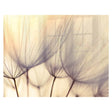 Decorative Glass Wall Tile (898 X 700 X 6mm) Dandelion Floret