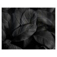 Decorative Glass Wall Tile (898 X 700 X 6mm) Feathers