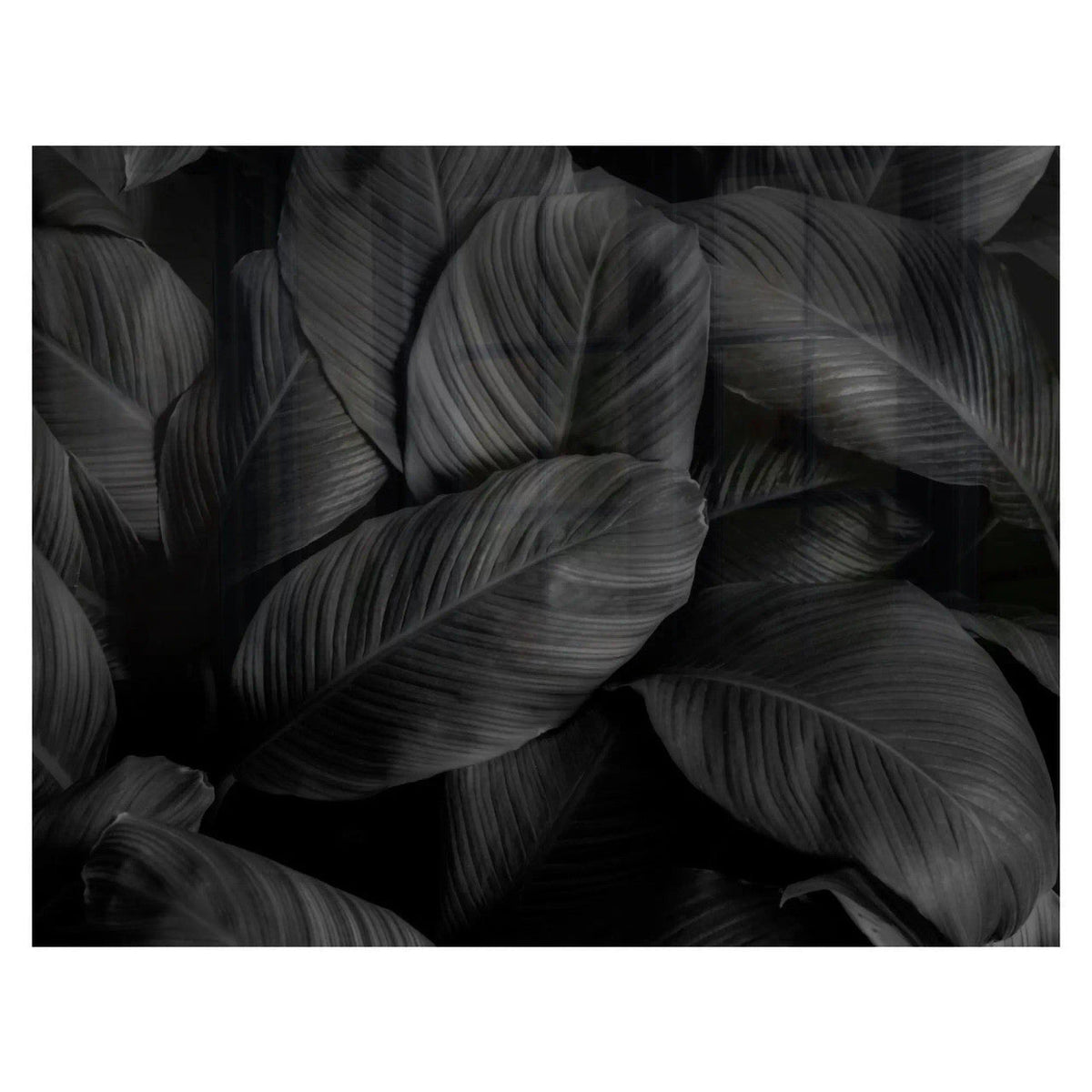 Decorative Glass Wall Tile (898 X 700 X 6mm) Feathers