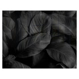 Decorative Glass Wall Tile (898 X 700 X 6mm) Feathers
