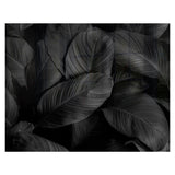 Decorative Glass Wall Tile (898 X 700 X 6mm) Feathers