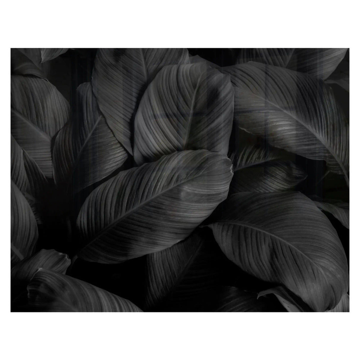 Decorative Glass Wall Tile (898 X 700 X 6mm) Feathers